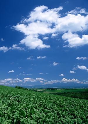 茨城県筑西市の葬儀場【さがみ典礼 筑西ホール】の詳細と利用者満足度・特徴ポイント